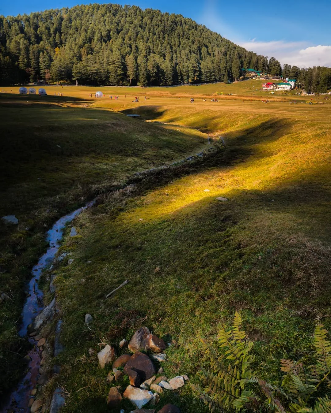 Evening light raking across a mountain meadow and stream below a pine forest, 2018