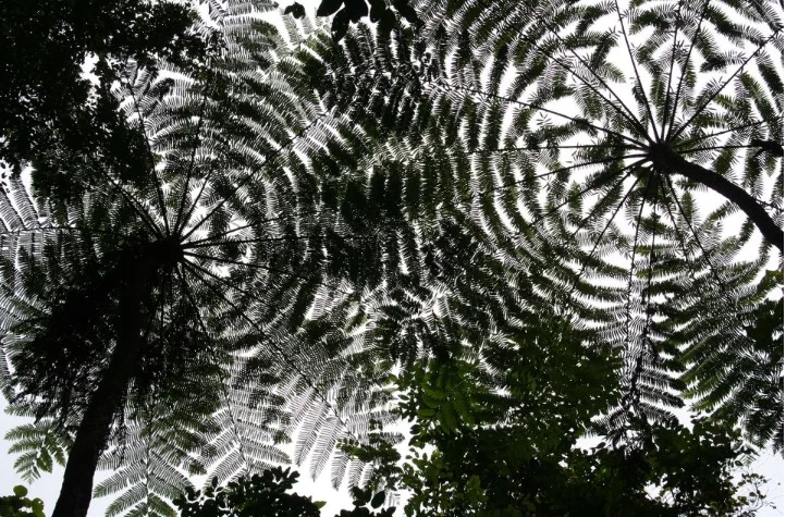 Looking straight up through the fronds of tall tree ferns, their leaves radiating like spokes against a pale sky